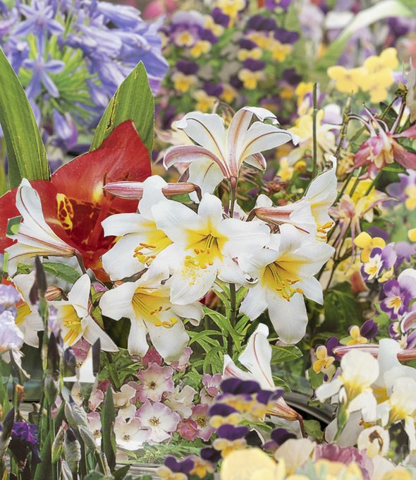 Farbenfrohe Blumenkomposition mit weißen Lilien im Vordergrund und einem Hintergrund aus Veilchen, Iris und Zierpflanzen.
