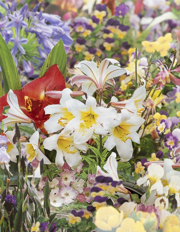 Colorful flower arrangement with white lilies in the foreground and a background rich in violets, irises, and ornamental plants.