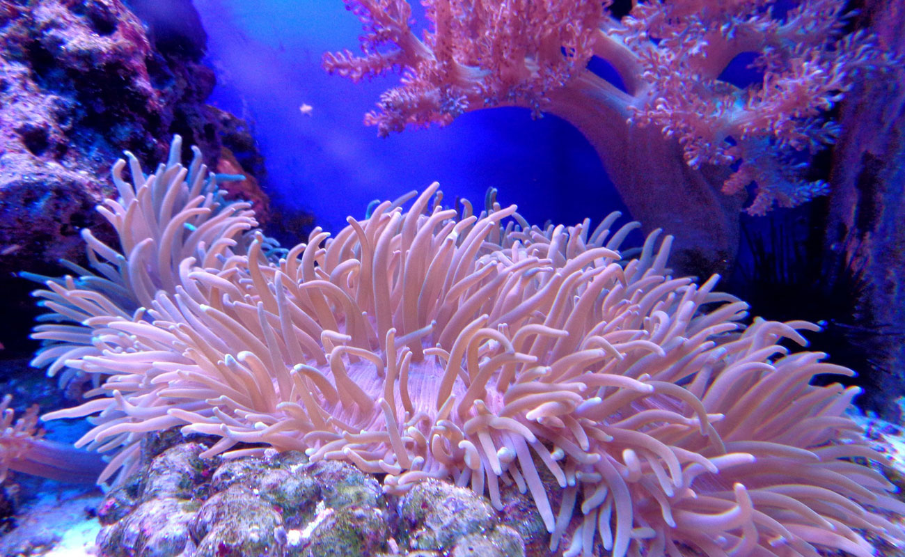 Living Coral